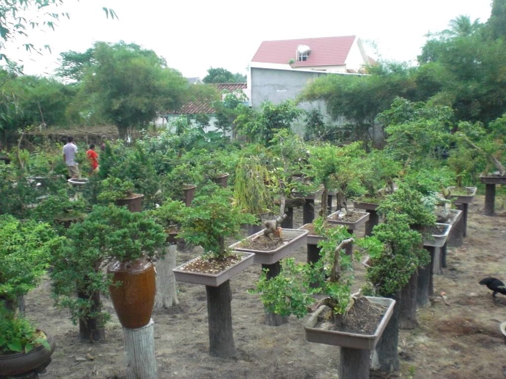 Sắp xếp lại vườn - mời các bác góp ý...